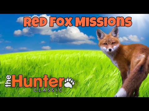 Видео: The Hunter Classic Red Fox missions! Охота на лису! Выполняем миссий!