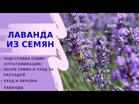 Видео: Как вырастить лаванду из семян//стратификация семян//уход за рассадой лаванды