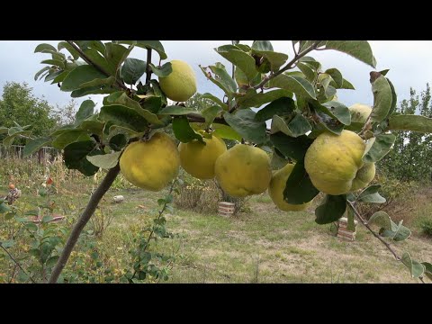 Видео: Епизод 83. За зимния покой на овощните дървета.