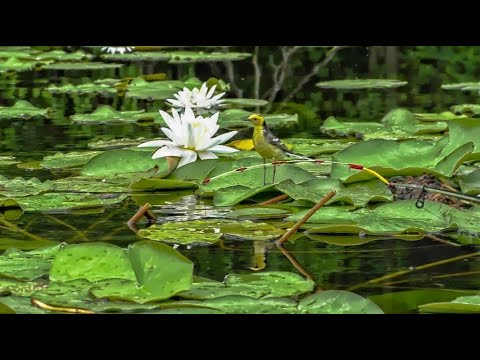 Видео: ЛОВЛЯ карася на БОКОВОЙ КИВОК в июне.  КАРАСЬ, ЧЕРЕПАХА на мормышку. Рыбалка.