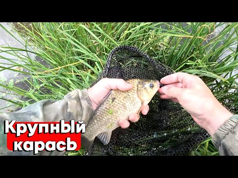 Видео: КРУПНЫЙ КАРАСЬ НА МОРМЫШИНГ! ЛЕСНОЙ ПРУД УДИВЛЯЕТ! РЫБАЛКА НА СПИННИНГ 2024