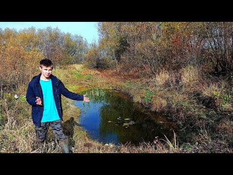 Видео: Пруд с кувшинками и карасями осенью! Всё желтеет и гниёт!