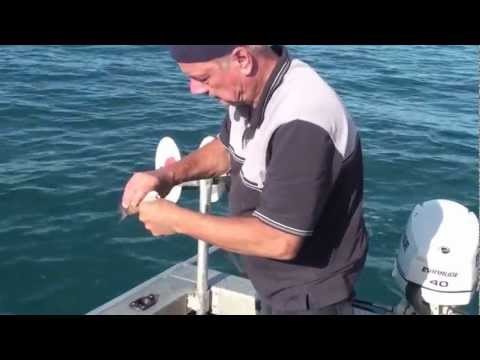 Видео: Ловля люциана на длинные лески с плавающими бусинами