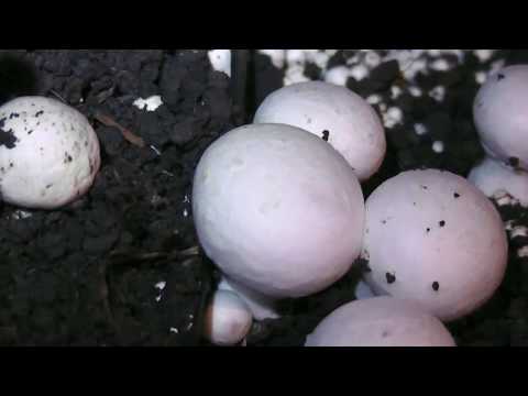 Видео: Причины пожелтения грибов.