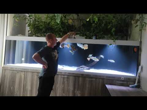 Видео: состояние населения и аквариума на 09.06.2022