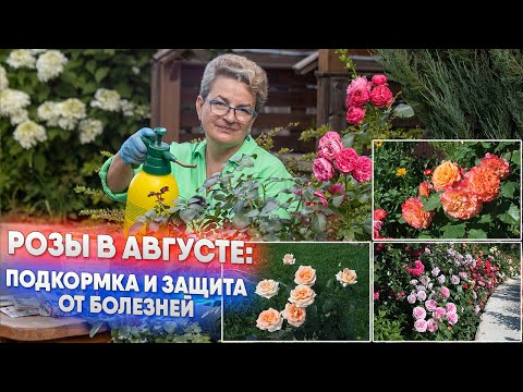 Видео: Розы в августе: подкормка и защита от болезней