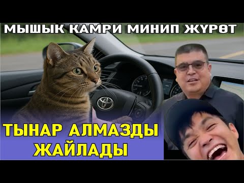 Видео: ЖАҢЫ//МЫШЫК КАМРИДЕ ЖҮРӨТ АЛМАЗ ПЕШКОМ ЖҮРӨСҮҢ ТЫНАР&АЛМАЗ