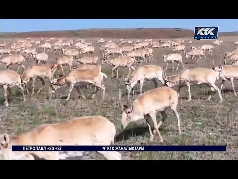 Видео: Қарағанды облысы: Нұрадағы 350 мың га егіс алқабына жүз мыңдаған киік кіріп кеткен