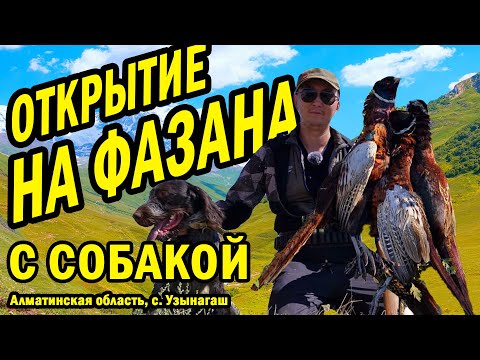 Видео: ОХОТА НА ФАЗАНА. Октябрь 2024. ОХОТА С СОБАКОЙ в ГОРАХ АЛМАТЫ #казахи #охота #казахстан #фазан