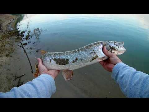 Видео: Рыбалка на Оби на спиннинг с берега  Ловля крупной Щуки  г  Новосибирск