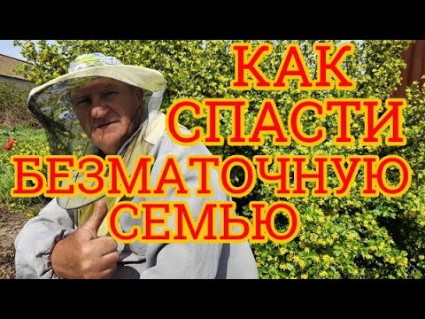 Видео: Как спасти безматочную семью. Просто и надежно подсадить матку 🐝👍