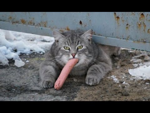 Видео: 😺 Открывай, я еды принес! 🐈 Видео смешных котов, котят и собак! 😻