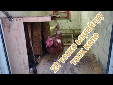 Видео: 20 тоокко ыңгайлуу тоок кепе(курятник)