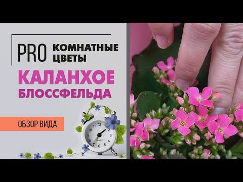 Видео: Каланхоэ Блоссфельда  | Как правильно ухаживать за каланхоэ | Что сделать чтобы дольше цветоло