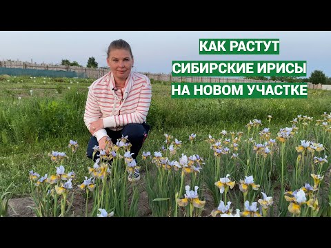 Видео: Заметки о сибирских ирисах и обзор моих сортов