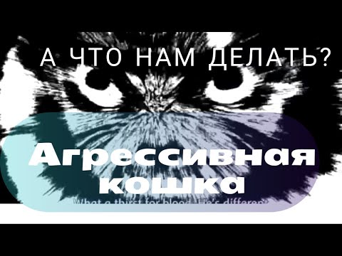 Видео: Агрессивная кошка.Признаки .А что делать?