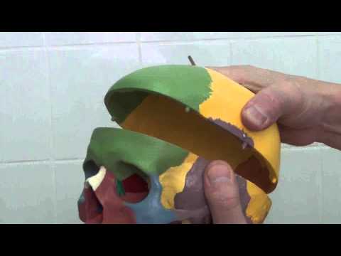 Видео: Лобная кость 1