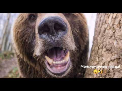 Видео: Крыльцо или Как оно было 🙈🐻🙂 Медведь Мансур