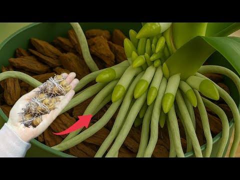 Видео: Всего один тонкий ломтик в неделю! Внезапно ваша орхидея расцветёт на 500% ярче.