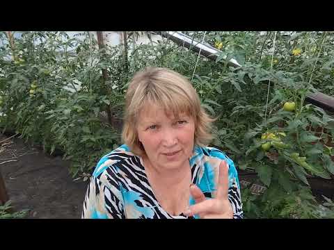 Видео: Підживлення полуниці у відкритому грунті