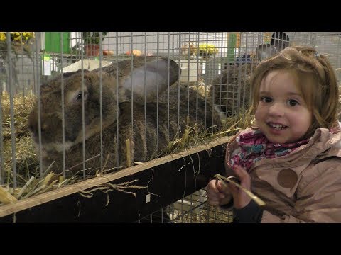 Видео: Самые большие кролики Германии!