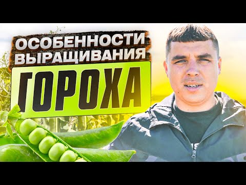 Видео: Особенности выращивания гороха. Результаты применения ВНЕКОРНЕВЫХ подкормок при выращивании гороха.