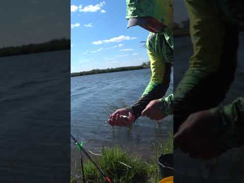 Видео: Густера на силиконовый мотыль #shorts, #fider , #густера