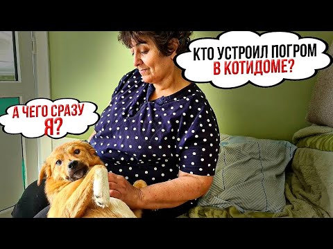 Видео: Бетти ОПЕРИЛАСЬ! Съела все мои кабели 🙈 и подружилась с Ликой😍