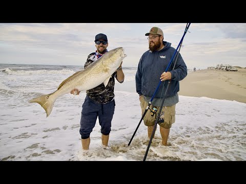 Видео: Рыбалка с прибоя в Северной Каролине — гигантский барабан и акулы