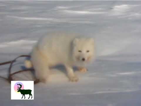 Видео: Охота на песцов: капканы (2003)