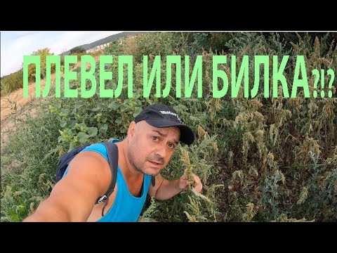 Видео: ПЛЕВЕЛ ИЛИ БИЛКА? ЩИР АМАРАНТ AMARANTHE WEED OR HERB #nature #herbs #forageharvest #билки