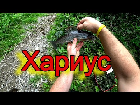 Видео: Рыбалка в Германии. Микроджиг и редкий Хариус 35см!