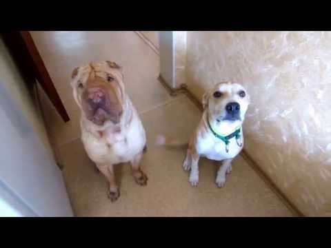 Видео: Как перевоспитать агрессивную и неуправляемую собаку?