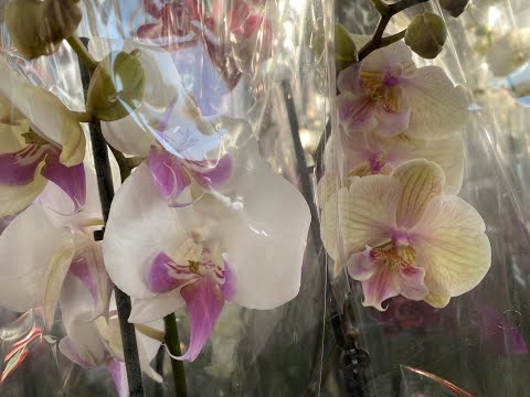 Видео: "7 ЦВЕТОВ" ОРХИДЕИЧКИ И ЗЕЛЁНКА🌺🌼🌹🌸