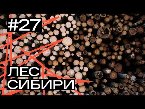 Видео: Как устроена лесная отрасль Сибири: от незаконных рубок и поджогов леса, до переработки и инвестиций