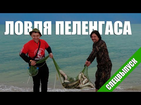 Видео: Ловля Пеленгаса