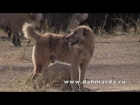 Видео: Причины конфликтов среди Аборигенных САО Таджикистана Саги дахмарда и оправданны ли собачьи бои?!