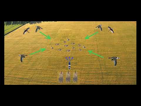 Видео: Расстановка гусиных чучел: "куча"