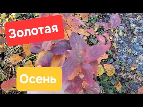 Видео: Здравствуйте, дорогие друзья!🍁🍂🍁🍂🍁