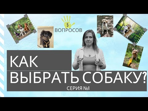 Видео: Как правильно подобрать собаку для себя || 5 вопросов. Серия №1