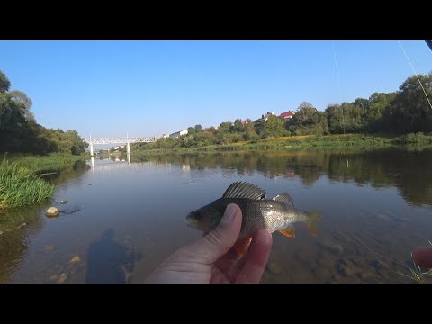 Видео: В РАЗВЕДКУ НА ОТВОДНОЙ ПОВОДОК