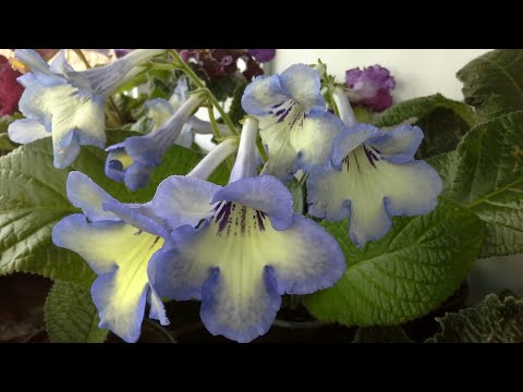 Видео: Когда, как и в какую емкость я пересаживаю взрослые стрептокарпусы.