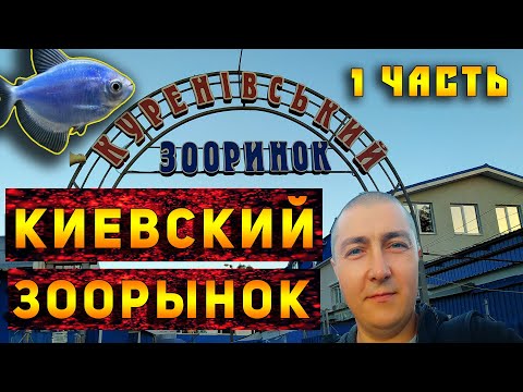 Видео: КУРЕНЕВСКИЙ ПТИЧИЙ РЫНОК В КИЕВЕ!