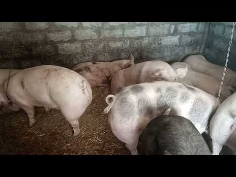 Видео: НАЙКРАЩІ ПОРОДИ 🐷🐷🐷ДЛЯ ВіДГОДІВЛІ