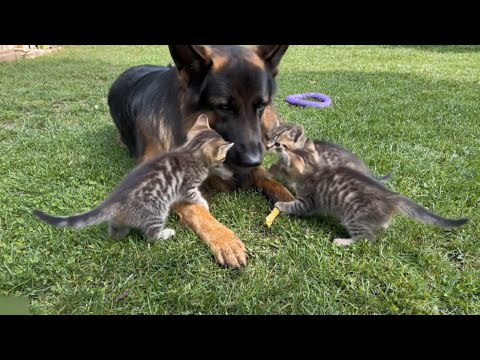 Видео: Немецкая овчарка нежно подружилась с напуганными котятами 🐶🐱❤️