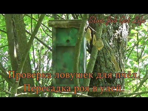 Видео: Проверка ловушек для пчёл 16. 06. 21