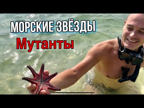 Видео: ФУКУОК | СКОРПИОНЫ | ПЛЯЖ С МОРСКИМИ ЗВЕЗДАМИ | starfish beach