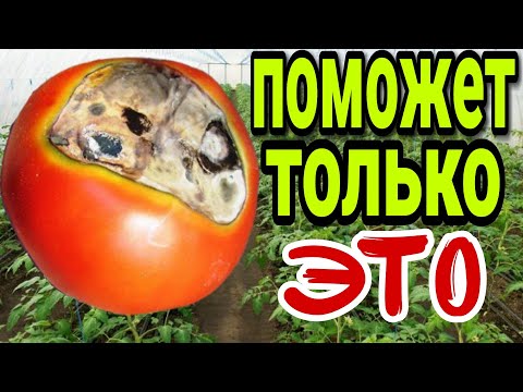 Видео: Кальцинит – единственное удобрение от вершинной гнили. Кальциевая селитра.