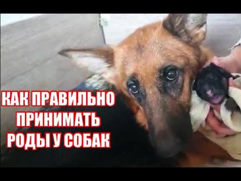 Видео: КАК ПРИНИМАТЬ РОДЫ У СОБАКИ. НЕМЕЦКАЯ ОВЧАРКА РОЖАЕТ