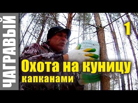 Видео: Охота на куницу капканами | начало. Hunting for marten with traps. Start